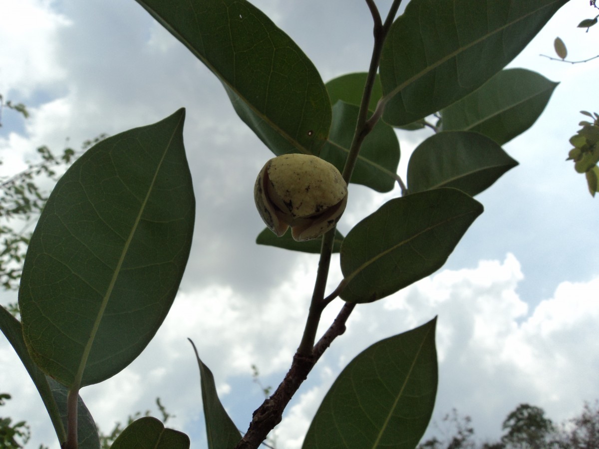 Annona glabra L.